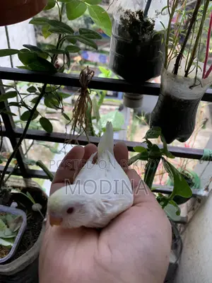 বাজিগর পাখির বাচ্চা বিক্রি