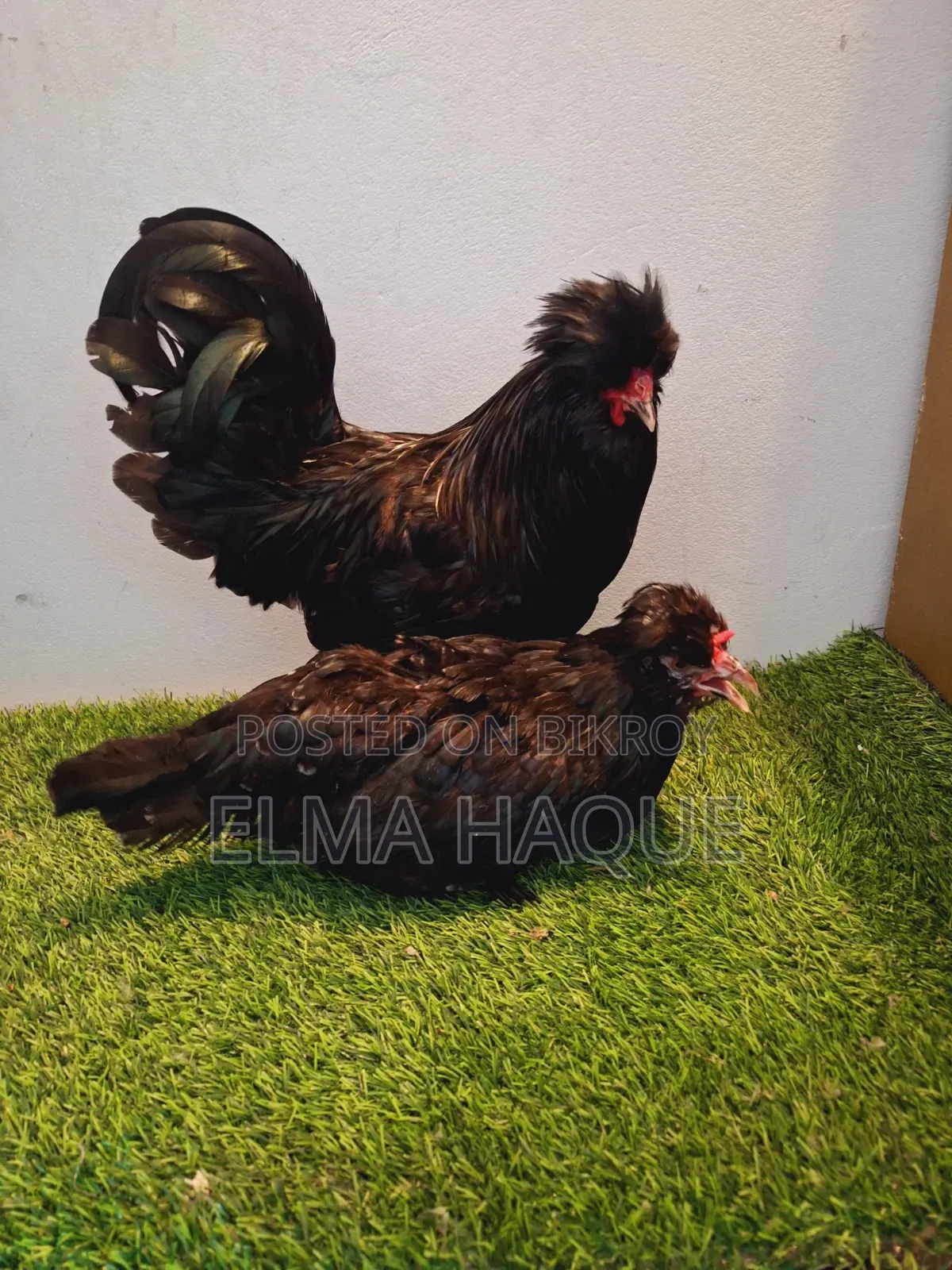 Black Sultan
