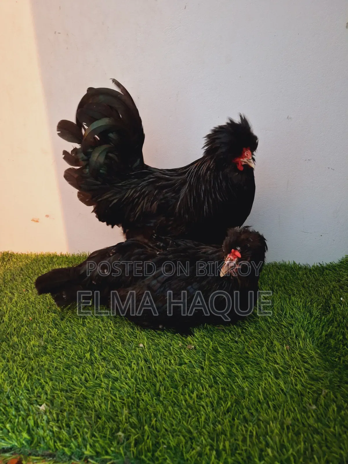 Black Sultan