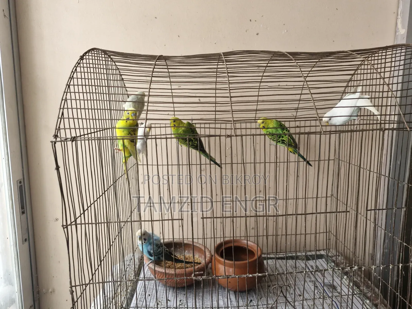 Budgerigar birds for sale
