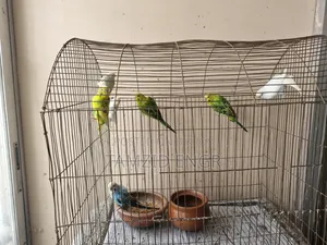 Budgerigar birds for sale
