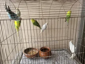 Budgerigar birds for sale