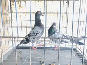 মাক্সি বাগা জোড়া রানিং