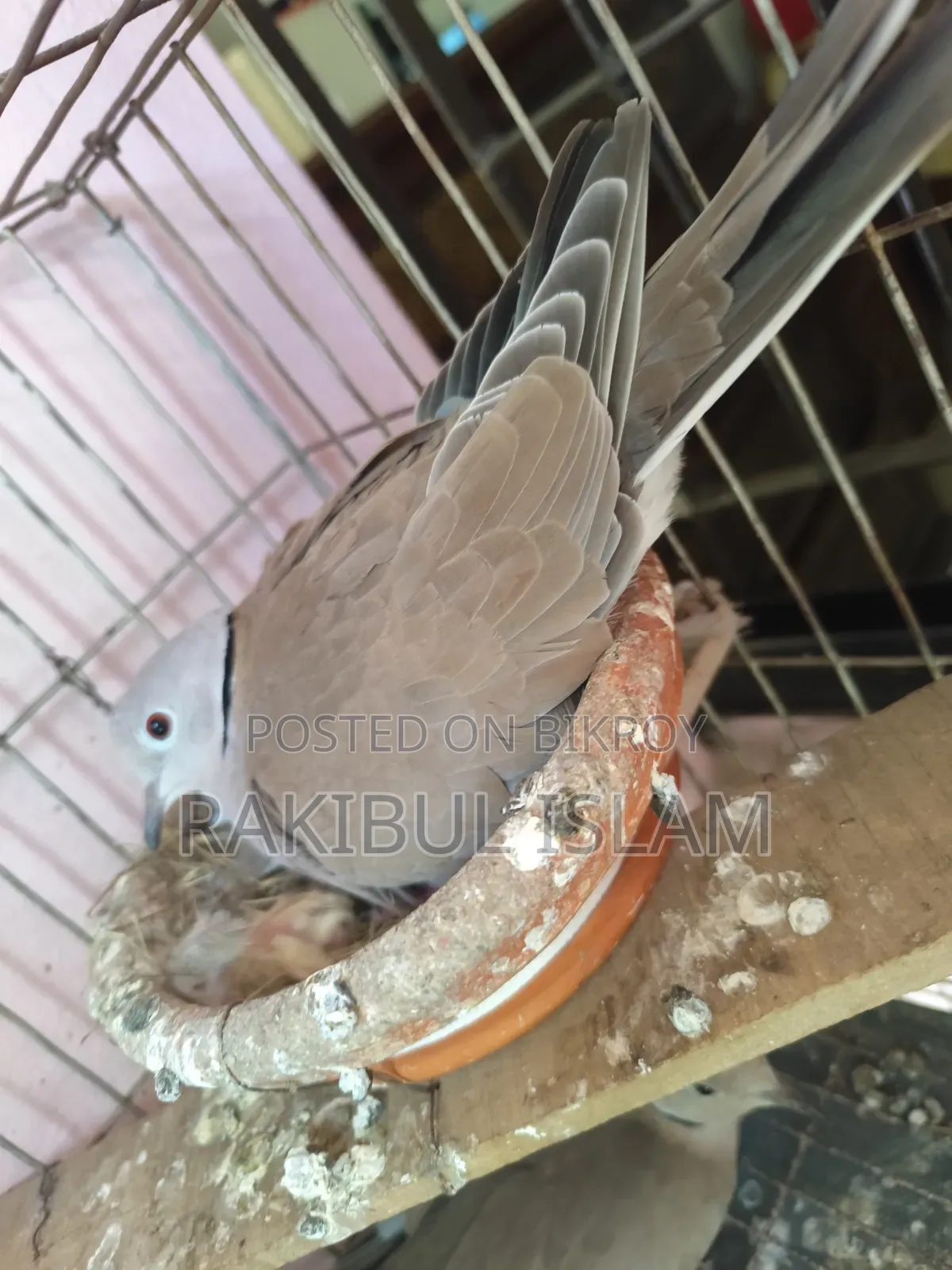 সেটআপ সহ বাচ্চা ওয়ালা অস্ট্রেলিয়ান ঘুঘু সেল হবে।