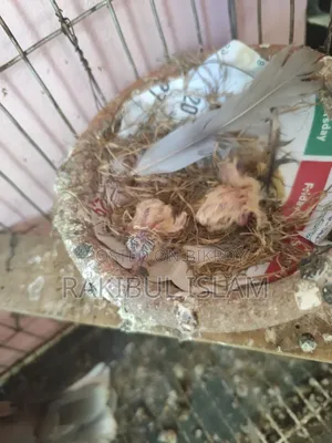 সেটআপ সহ বাচ্চা ওয়ালা অস্ট্রেলিয়ান ঘুঘু সেল হবে।