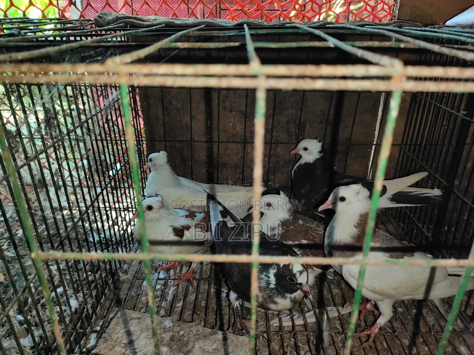 কবুতর বিক্রি হবে