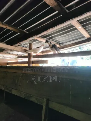 কবুতর বিক্রি হবে