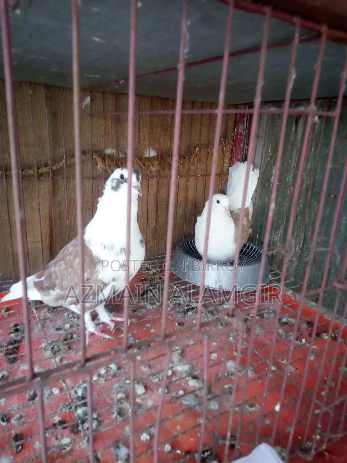 বাবুরাজ কবুতর