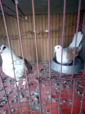 বাবুরাজ কবুতর