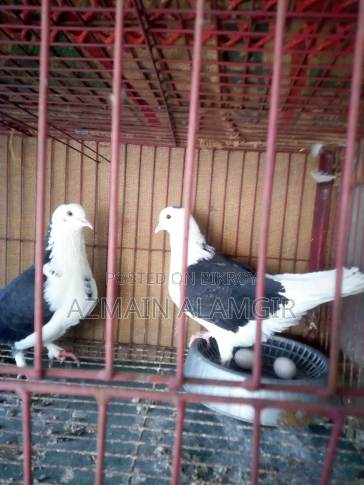বাবুরাজ কবুতর