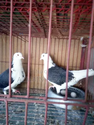 বাবুরাজ কবুতর