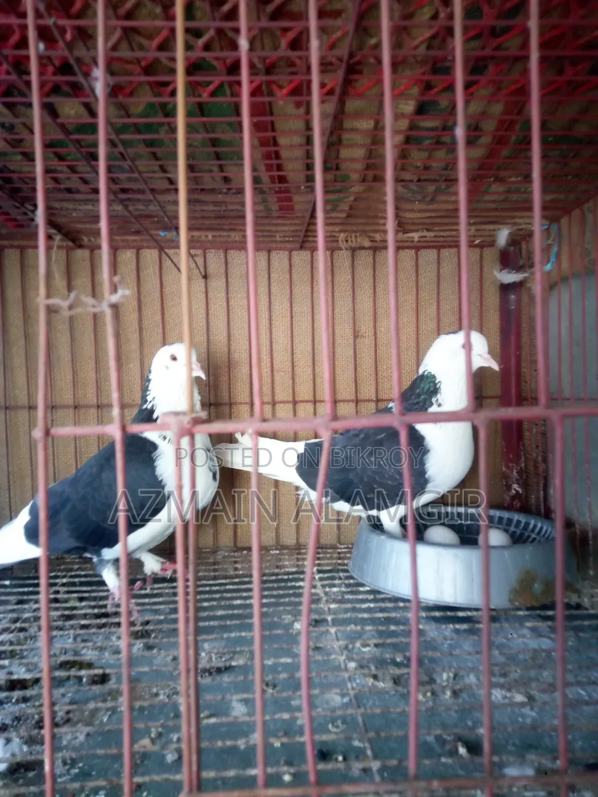 বাবুরাজ কবুতর