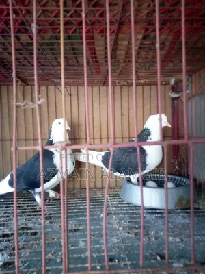 বাবুরাজ কবুতর