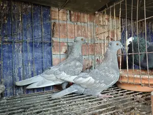 গিরিবাজ কবুতর বিক্রির জন্য