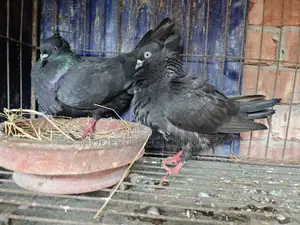 গিরিবাজ কবুতর বিক্রির জন্য