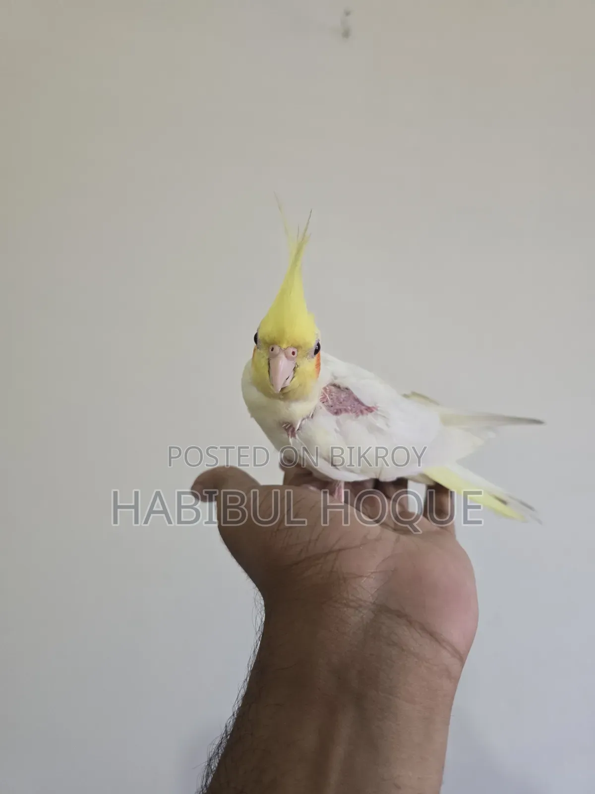 টেম অ্যাডাল্ট ফিমেল পাখি