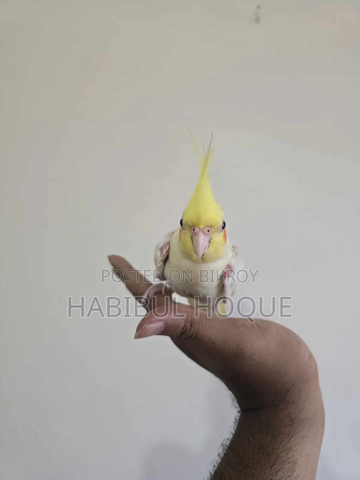 টেম অ্যাডাল্ট ফিমেল পাখি