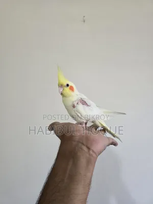 টেম অ্যাডাল্ট ফিমেল পাখি
