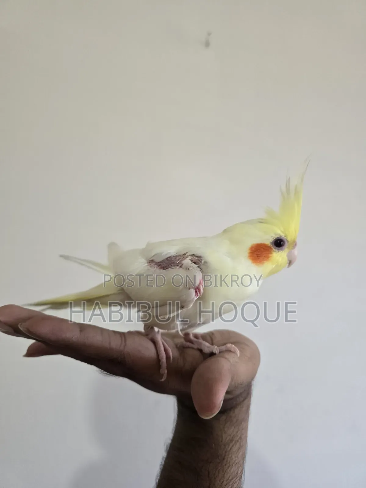 টেম অ্যাডাল্ট ফিমেল পাখি