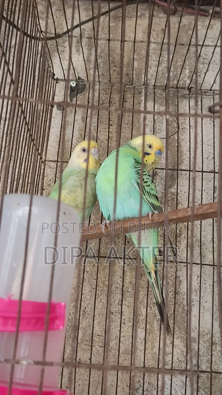 একজোড়া রানিং বাজিগার পাখি বিক্রি হবে