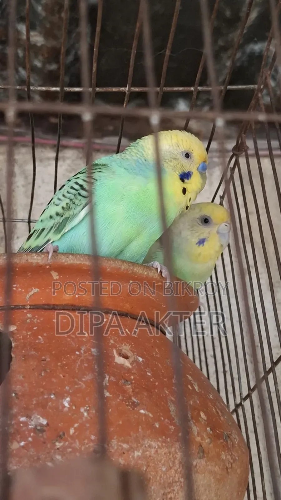 একজোড়া রানিং বাজিগার পাখি বিক্রি হবে