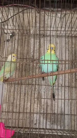 একজোড়া রানিং বাজিগার পাখি বিক্রি হবে