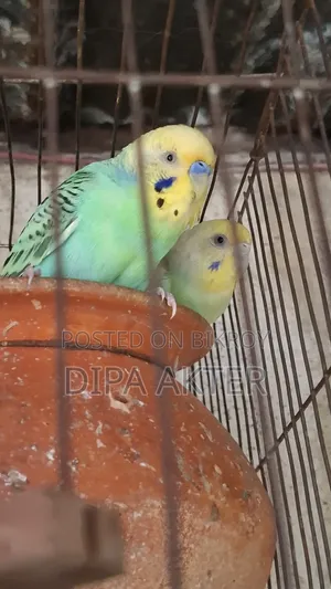 একজোড়া রানিং বাজিগার পাখি বিক্রি হবে