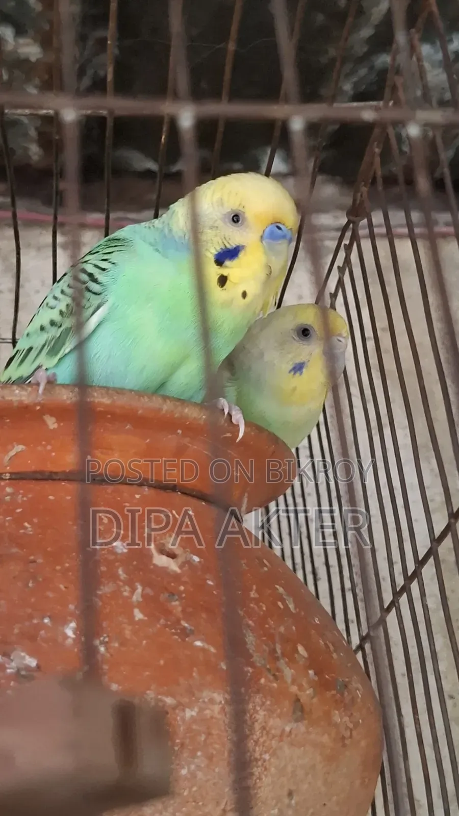 একজোড়া রানিং বাজিগার পাখি বিক্রি হবে