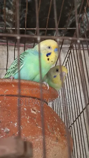 একজোড়া রানিং বাজিগার পাখি বিক্রি হবে