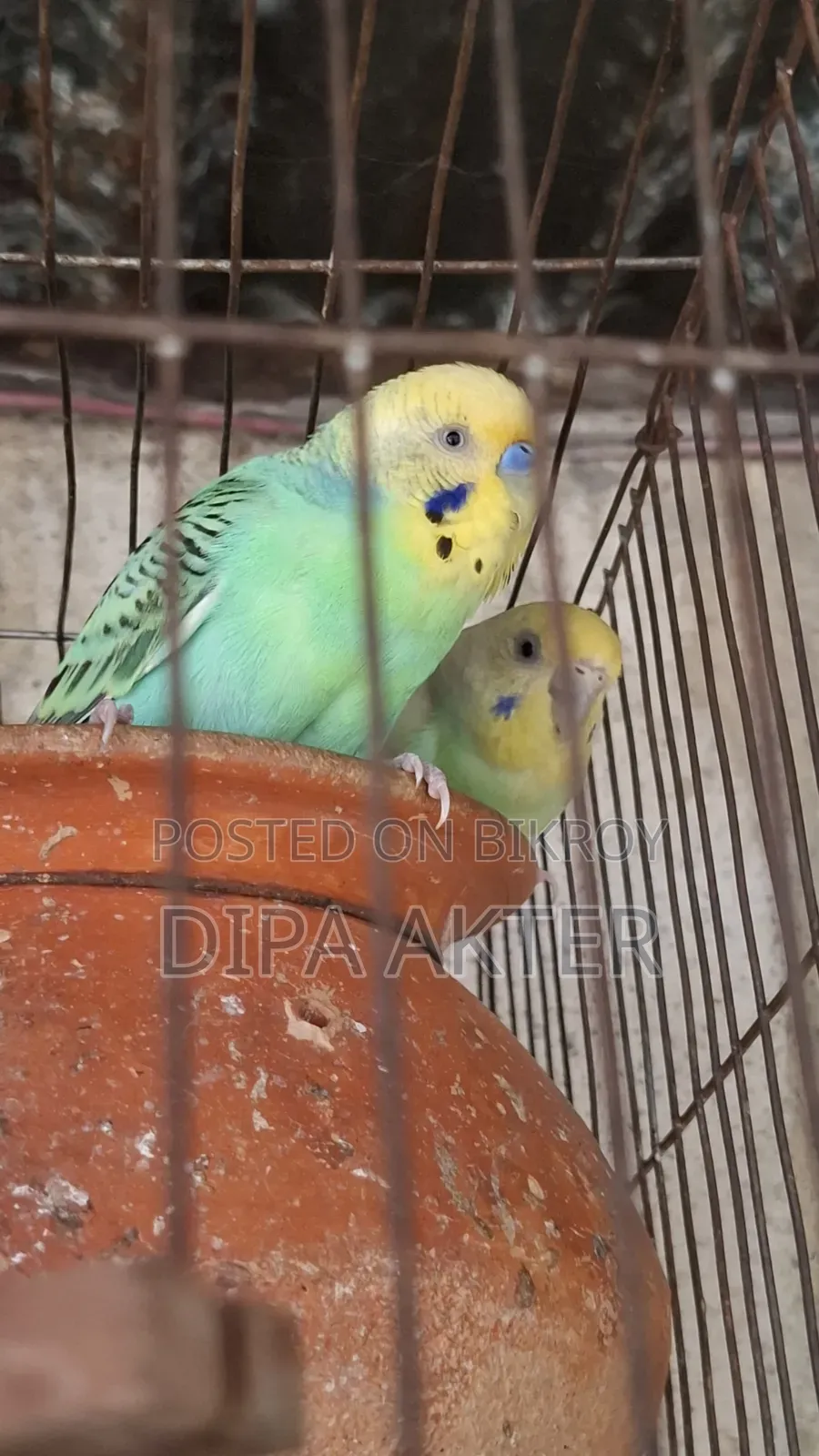 একজোড়া রানিং বাজিগার পাখি বিক্রি হবে