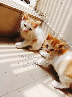 ০-১ মাসের পুরুষ মিক্সড ব্রিড বেঙ্গল বিড়াল