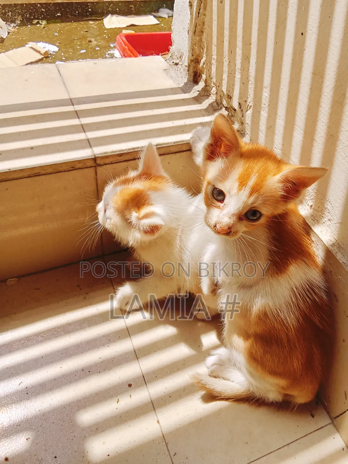 ০-১ মাসের পুরুষ মিক্সড ব্রিড বেঙ্গল বিড়াল