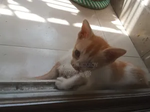০-১ মাসের পুরুষ মিক্সড ব্রিড বেঙ্গল বিড়াল