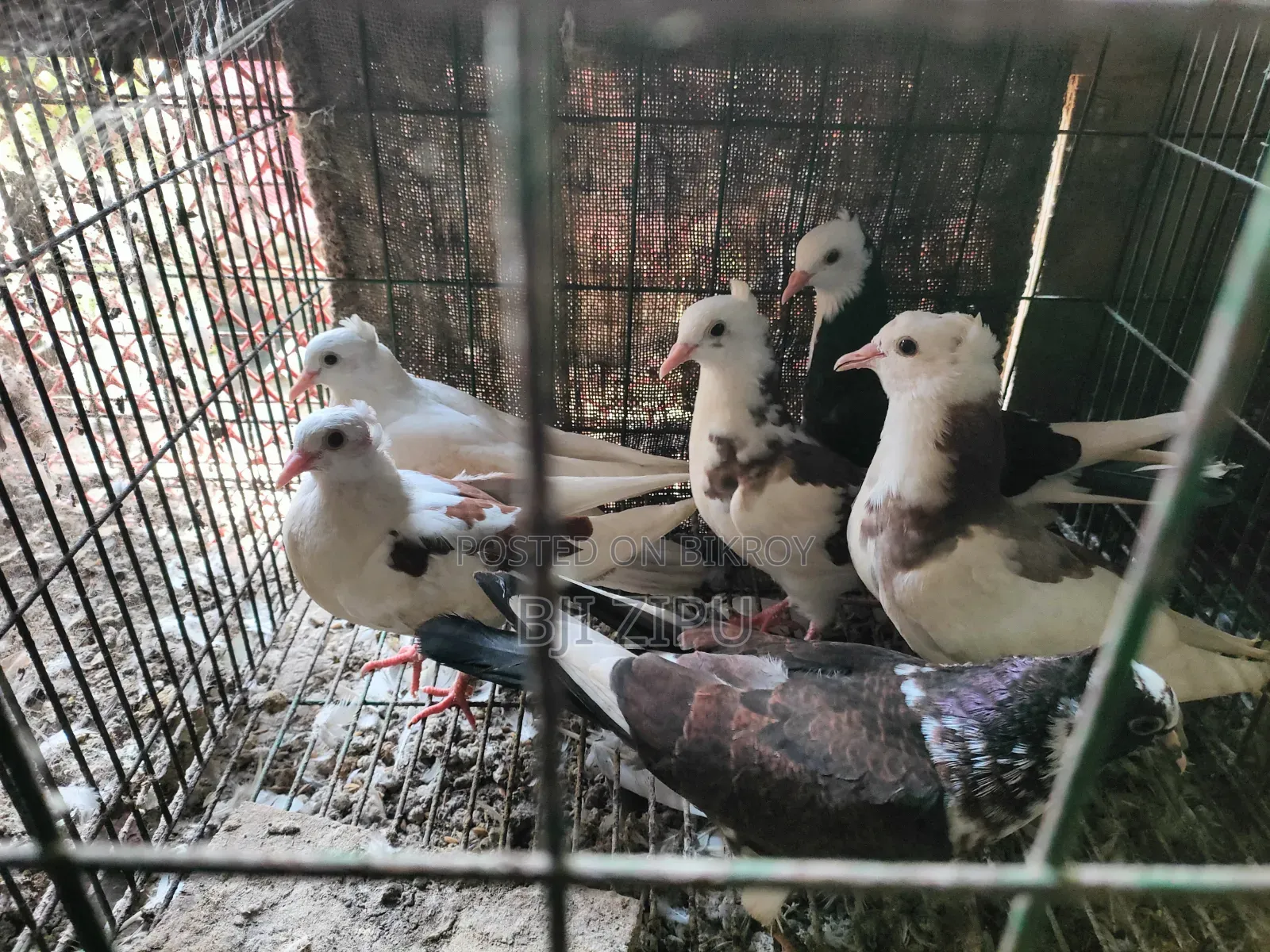 কবুতর বিক্রি হবে
