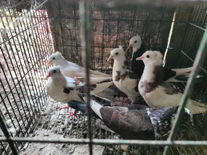 কবুতর বিক্রি হবে