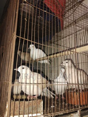 এডাল্ট সামি এডাল্ট ঘুঘু জোড়া। পুরুষ মহিলা।