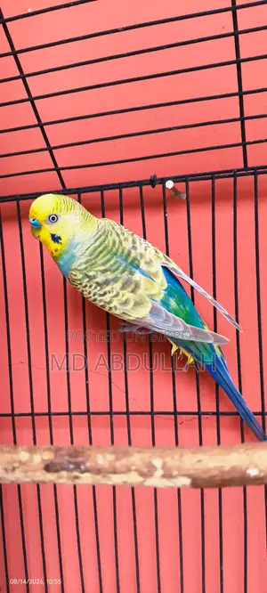 বাজেগ্রার পাখি