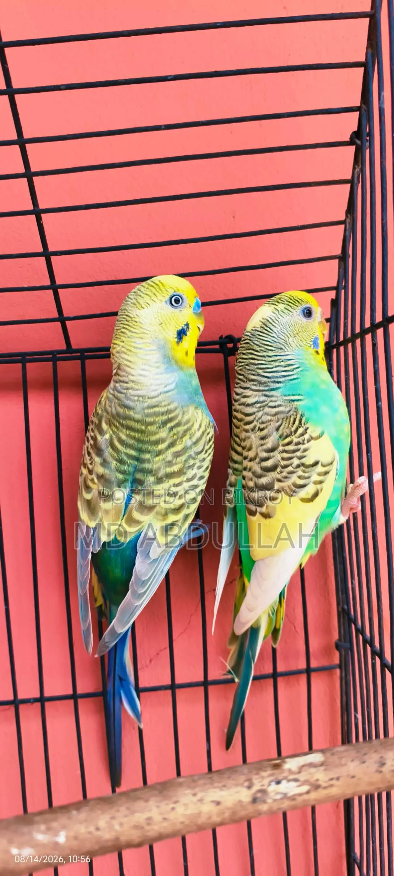 বাজেগ্রার পাখি