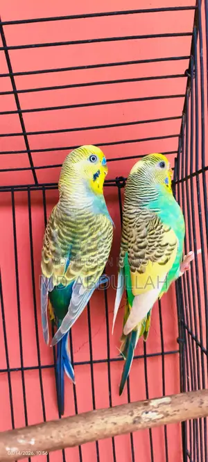 বাজেগ্রার পাখি