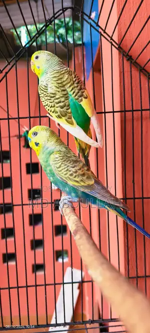বাজেগ্রার পাখি