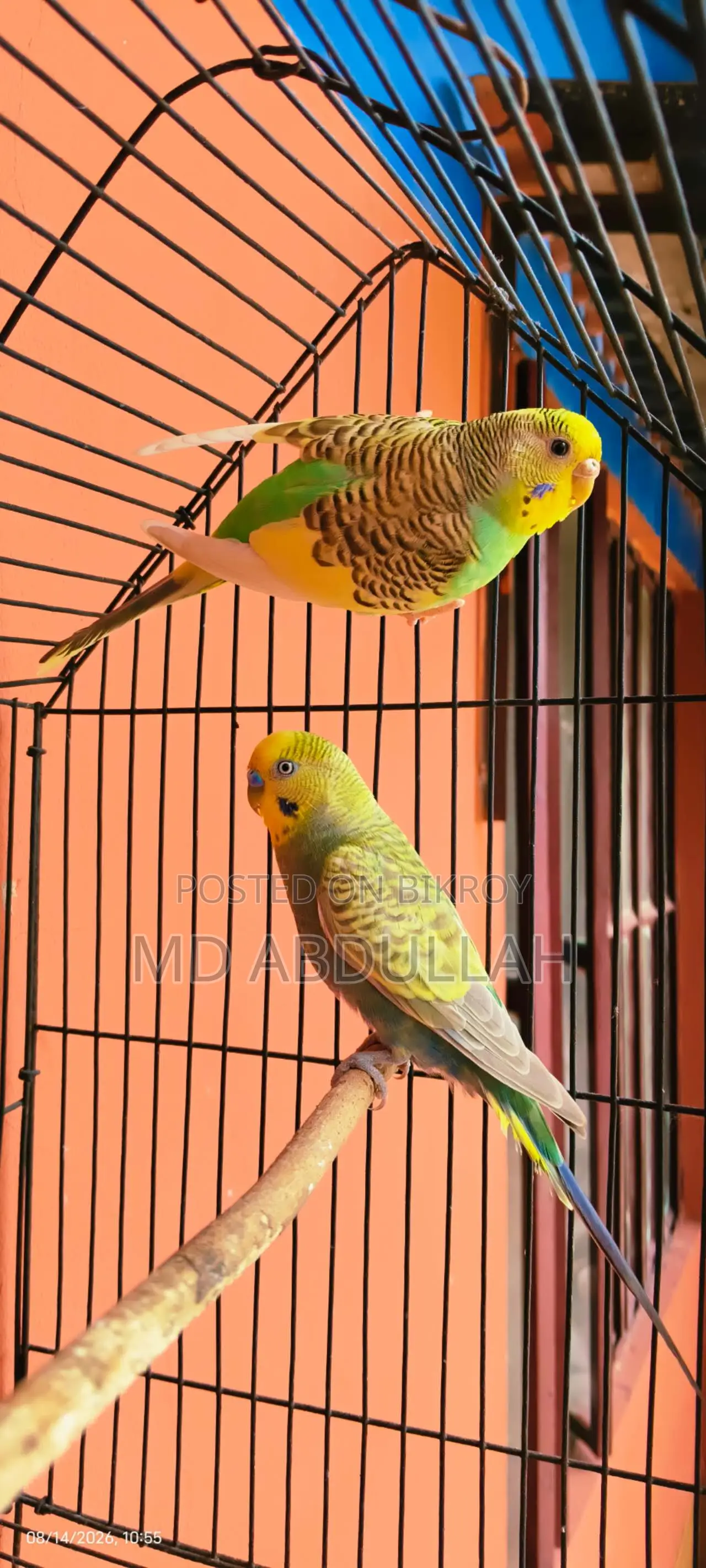 বাজেগ্রার পাখি