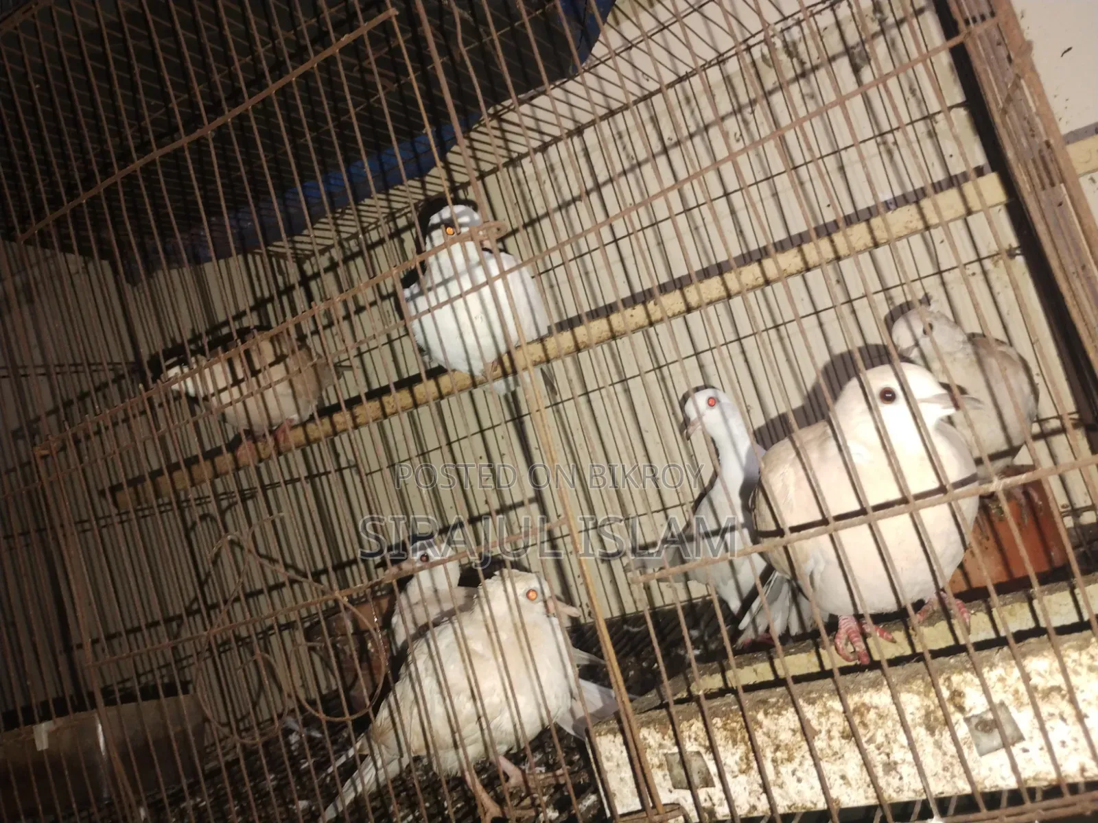 এডাল্ট সামি এডাল্ট ঘুঘু জোড়া। পুরুষ মহিলা।