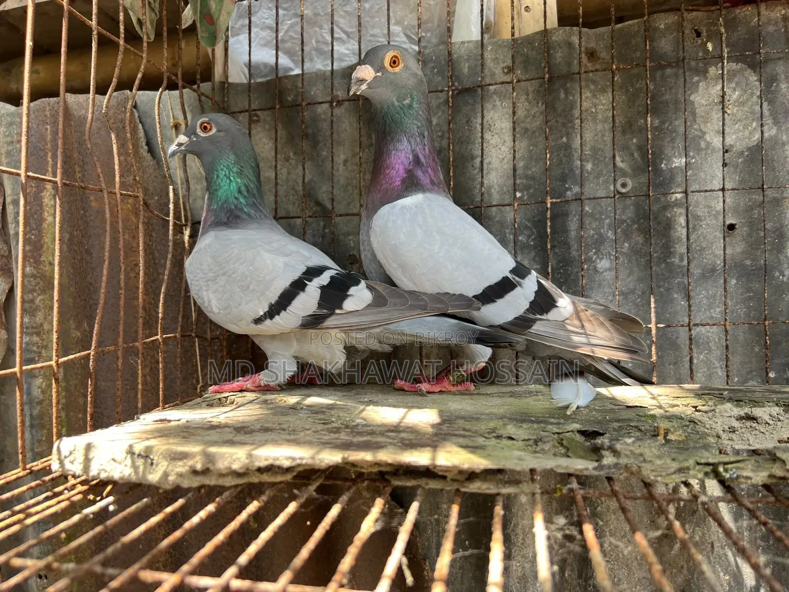 Running Pair