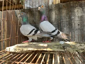 Running Pair
