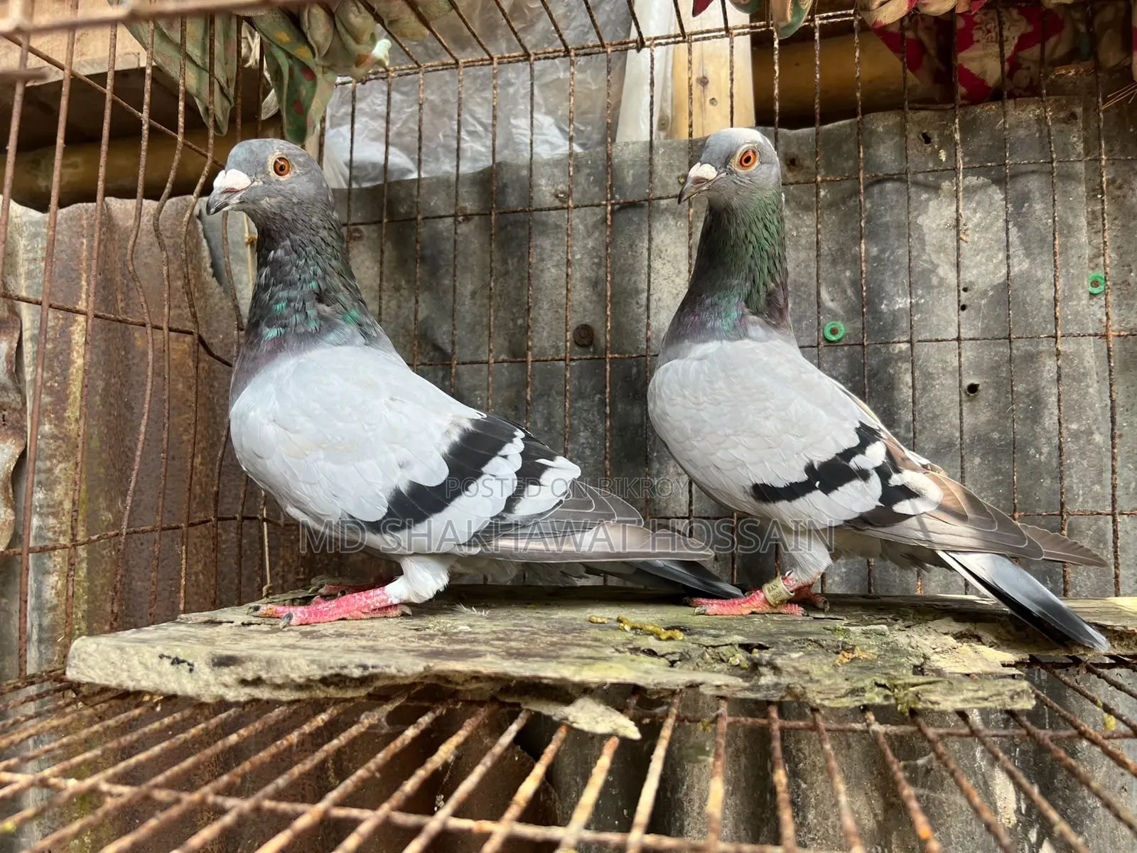 Running Pair