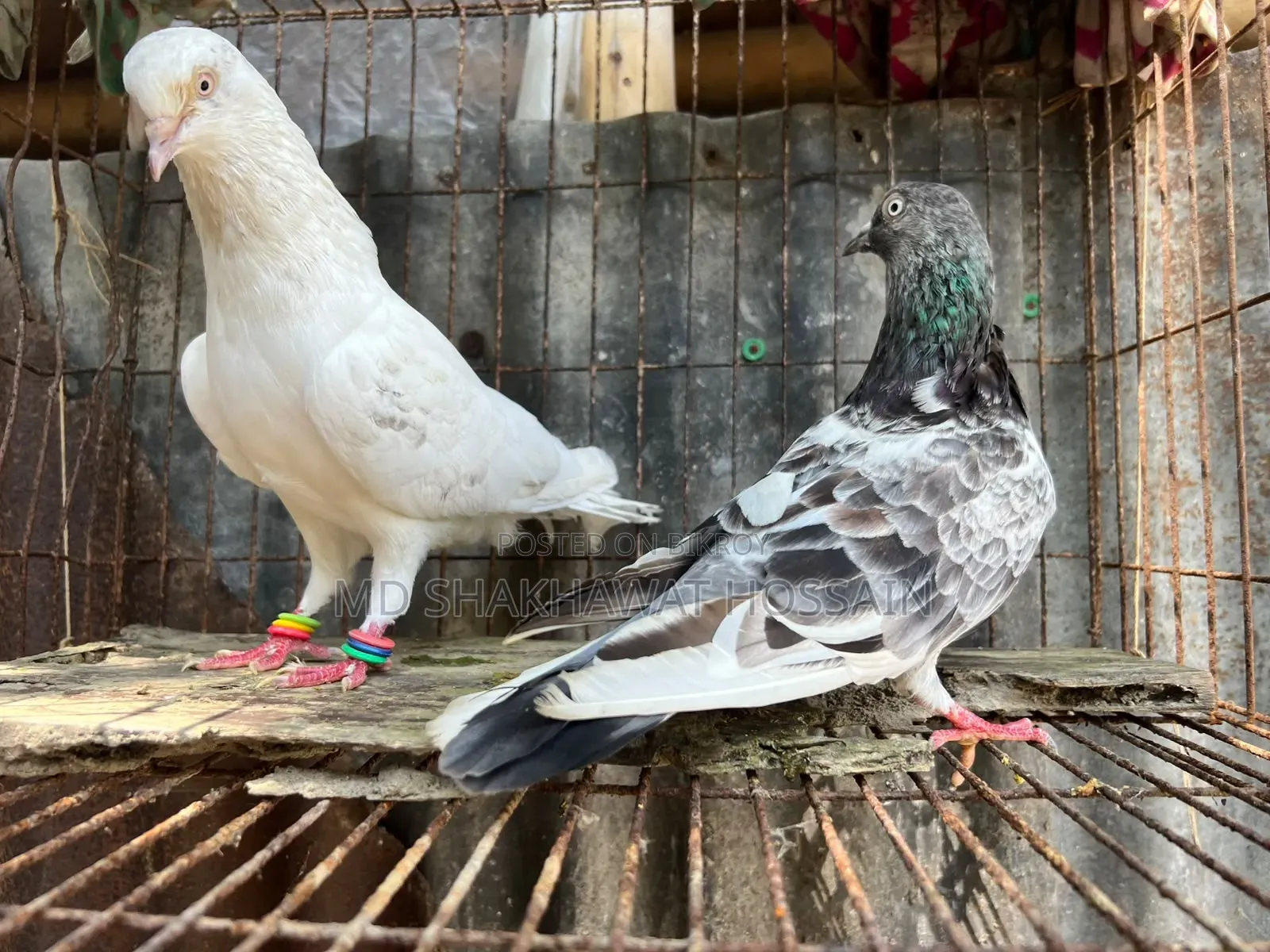 Running Pair