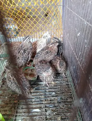 কোয়েল ৪ জোড়া, খাঁচা,খাবার ও পানির পট