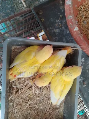 লাভ বার্ড বাচ্চা
