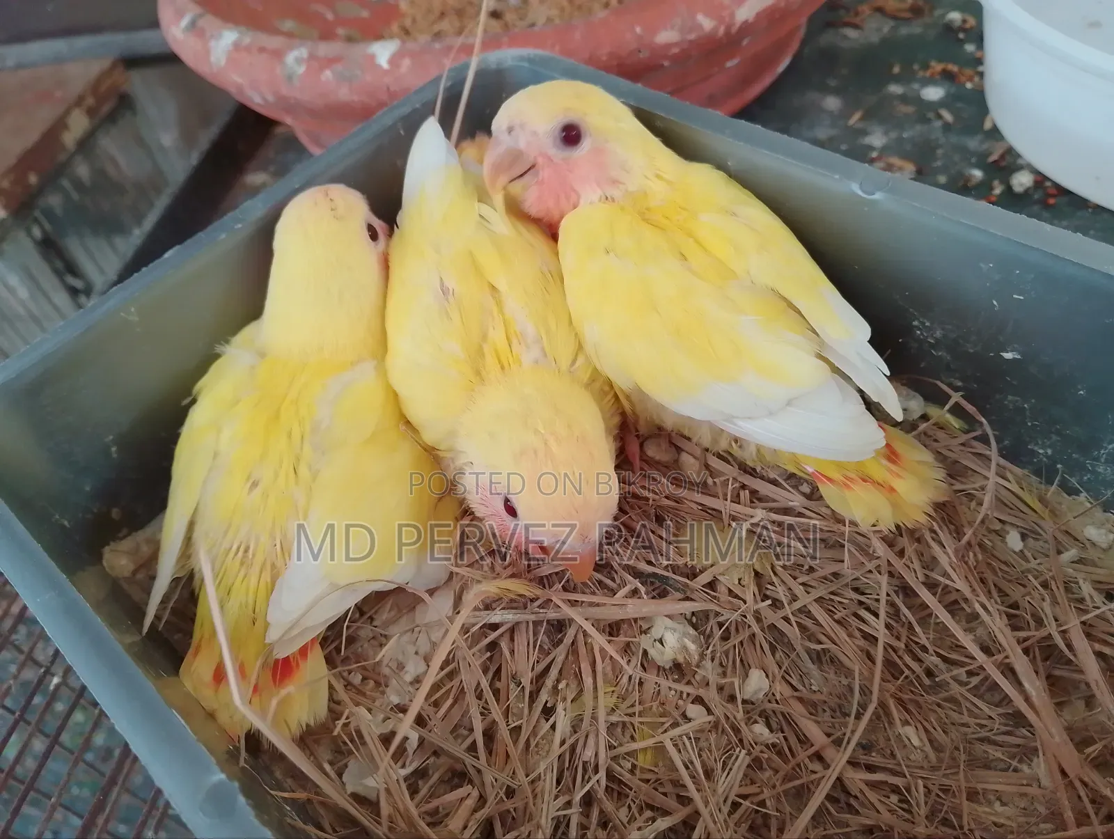লাভ বার্ড বাচ্চা