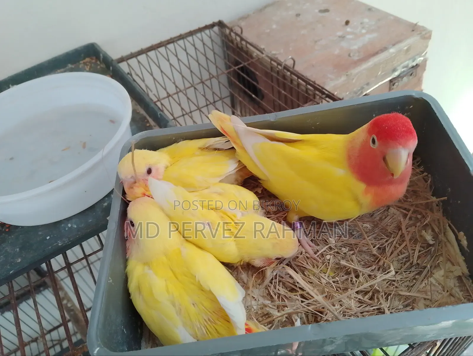 লাভ বার্ড বাচ্চা